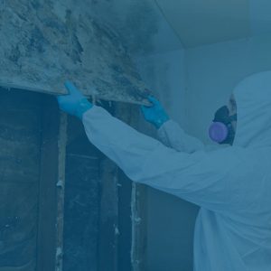 Mold removal and remediation