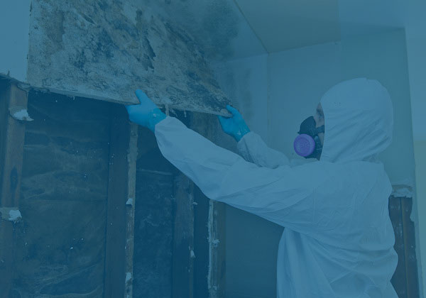 Mold removal and remediation