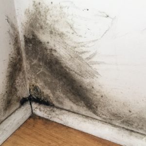 Mold Remediation in IL