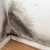 Mold Remediation in IL