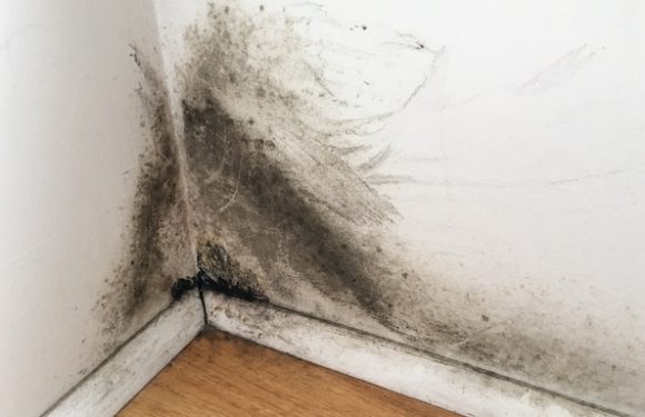 Mold Remediation in IL