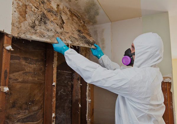 mold removal and remediation