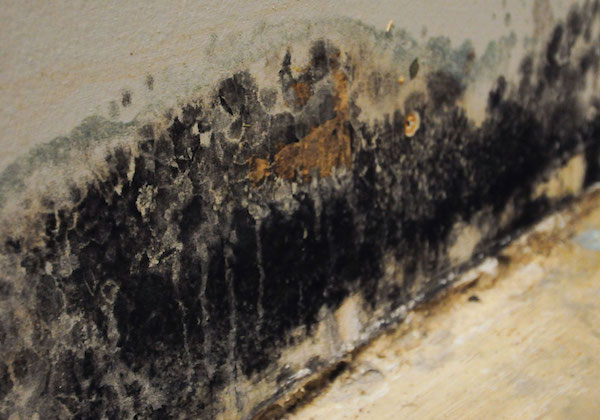 mold removal and remediation service