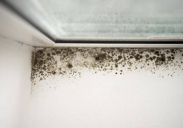 mold removal and remediation