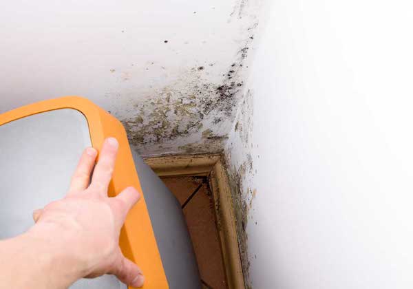 Mold removal and remediation Illinois company local