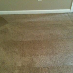 Saving Carpets from Mold