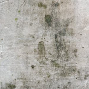 When Mold Becomes a Problem