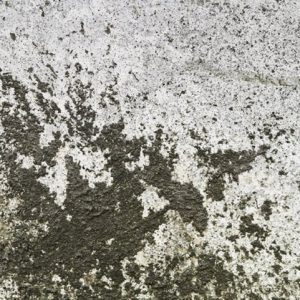 The Mold Problem in Hotel Room