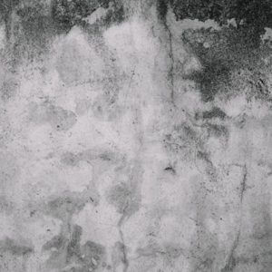 All the Necessary Information About the Mold