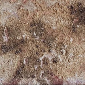 How to Remove Mold from Commercial Property