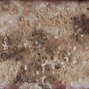 Why Professionals Are More Effective in Mold Remediation