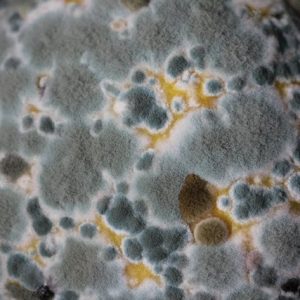 When the Mold Becomes a Problem
