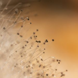 Black Mold Hazard: Why You Should Immediately Get Rid of It